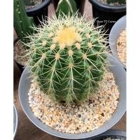 ราคา ถังทอง /Echinocactus grusonii (9969565839)