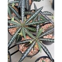 ราคา บอนไซ ต้นไม้ตกแต่งบ้าน ไม้อวบน้ำ มะพร้าวทะเลทราย ใบเงิน, Dorstenia lancifolia ไม้เพาะเมล็ด (1070199407)