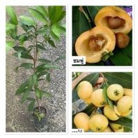 ราคา ต้นชมพู่น้ำดอกไม้ ไม้โบราณ (50-70cm) (47350774464)