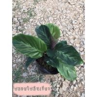 ราคา พลอยไพลินเขียว ไม้ร่มรำไร ถุงดำขนาด 4-6 “ สวน 5 ป. (11707100823)