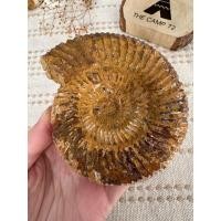 ราคา พร้อมส่ง ถ่ายจากสินค้าจริง ฟอสซิลของแท้100% ฟอสซิลแอมโมไนต์ แอมโมไนต์ Ammonite Perisphinctes แถมฟรีฐานรองสีทอง#6 (26964100606)