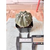 ราคา Astrophytum asterias 'Nudum/'Super Kabuto (57205844232)