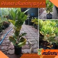 ราคา ต้น โกสน ตะเพียนทอง ต้นโกสน ชนิดเพาะชำ 5นิ้ว ต้นไม้กลางแจ้ง ปลูกง่าย (17992381560)