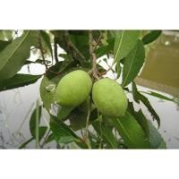 ราคา ต้นพันธุ์ต้น มะกอกน้ำหรือสมอพิพ่าย ผลนำไปดอง แช่อิ่ม กินกับน้ำปลาหวาน อร่อยมากขายได้ราคาดี ถุงดำ 49 บาท (13127826595)