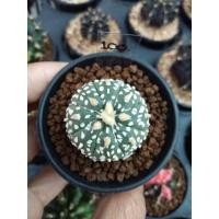 ราคา แอสโตร ซุปเปอร์ ลูกวี9☀ (6956948686)