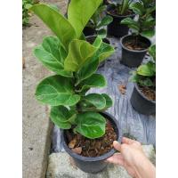 ราคา ไทรใบสักแคระ​ ต้นไม้ฟอกอากาศ​ กระถาง8นิ้ว (2060396508)