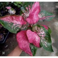 ราคา พรมฤาษีบอนสี บอนเก่าหายาก พร้อมส่ง (18544583013)