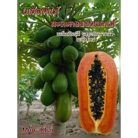 ราคา เมล็ดพันธุ์มะละกอฮอลแลนด์คัดพิเศษ (100เมล็ด) (43460523719)