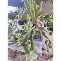 ราคา กระเช้าสีดา เฟิร์นปีกผีเสื้อ (27413450665)