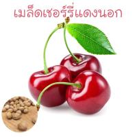 ราคา เมล็ดเชอร์รี่ เชอรี่ สีแดงสด ปลูกง่าย สีสวย เมล็ด ❤️ (7634732404)
