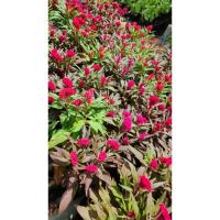 ราคา ต้นหงอนไก่ ไม้ดอกสวย สีสด ชอบแดด (40608541561)