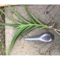 ราคา ขายหน่อกล้วยไม้ ดอกสีม่วง (4216805673)