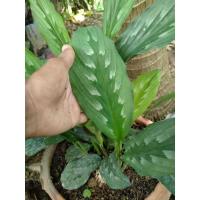 ราคา ว่านทิพยเนตร เมตตามหานิยม และคงกระพันชาตรี(ขายเป็นหัว,ต้นปลูก) (2973206941)