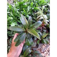 ราคา หมากผู้หมากเมีย ต้นเล็ก ขนาดกระถาง 4 นิ้ว (16267441167)