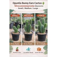 ราคา Opuntia Bunny Ears Cactus Starter Plant in Pot | Small / Medium / Large | กระบองเพชรหูกระต่าย พร้อมกระถาง ปลูกง่าย (47006299499)