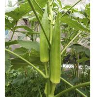 ราคา เมล็ดพันธุ์ กระเจี๊ยบเขียวคิมสัน (Clemson Spineless Okra Seed) 20 เมล็ด (42923695857)