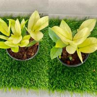 ราคา กวักมรกต ยอดทอง ไม้มงคลสวยมาก (8354918948)