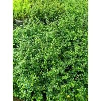 ราคา ชาดัดหรือชาฮกเกี้ยน 1 ต้นถุงดำเล็ก( ซื้อ 5 ต้นฟรี 1) ต้น ใช้ทำเป็นแนวรั้วได้ (41169241606)