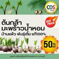 ราคา โปรลด 50% ทันที ‼️ ต้นกล้ามะพร้าวน้ำหอมบ้านแพ้วแท้ 100% (48156316596)