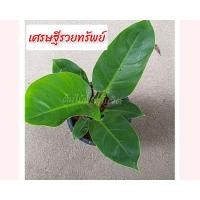 ราคา ต้นเศรษฐีมีทรัพย์ หรือเศรษฐีรวยทรัพย์ กระถาง 8 นิ้ว (6905321204)