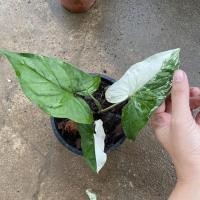 ราคา เงินไหลมาด่างขาว เงินไหลมาด่างขาว (11349794814)