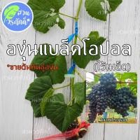 ราคา องุ่นแบล็คโอปอล (กิ่งตอนตอป่าติดตา) พันธุ์แท้100% (13965220659)