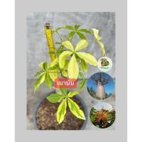 ราคา เบาบับด่างสายพันธ์มาดากัสการ์ต้นเสียบยอดบนตอดิจิทาทา‼️สั่งได้1ต้นต่อ1คำสั่งซื้อ‼️ (44051195295)