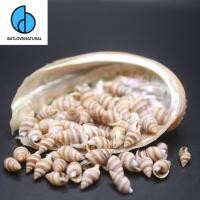 ราคา เปลือกหอยทากนาซาริอุส รีเวนัส (เปลือกหอยเล็กมาก) - เปลือกหอยทากตกแต่งหลายขนาด - เปลือกหอยทากทะเลที่สวยงาม (47604878603)
