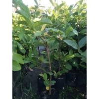 ราคา ต้นฝรั่งกิมจูแบบตอนกิ่ง (7834295071)