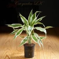 ราคา ต้นไผ่กวนอิมเงิน ไผ่กวนอิมทอง กระถางขนาด 3 นิ้ว (12293469921)