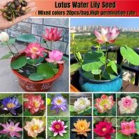 ราคา 20 ชิ้น / ถุง เมล็ดบัวสีผสม เมล็ดบัวจริง เมล็ดบัวน้ำ เมล็ดพืชบัว เมล็ดดอกบัว พืชบัว B (42459235226)