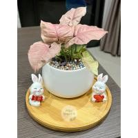 ราคา ออมชมพู กระถาง3.5 นิ้ว เเถมจานรองไม้สีครีม และตุ๊กตา เเละเม็ดดินเผา ไม้มงคล ไม้ฟอกอากาศ minitree89 ขายต้นในรูป (9897852849)