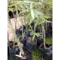 ราคา ต้นกอไผ่ตงหวาน(ไผ่บงหวาน) (3246568010)