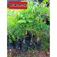 ราคา ต้นสะเดาทวาย สะเดาทวาย สะเดา (26131891638)