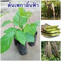 ราคา ต้นลิ้นฟ้าหรือเพกา4ต้น80บาทพร้อมส่ง (44108263897)