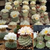 ราคา เมล็ด STROMBOCACTUS disciformis เมล็ดแคคตัส เมล็ดกระบองเพชร เมล็ดพันธุ์ กระบองเพชร แคคตัส Cactus seed (6062692119)