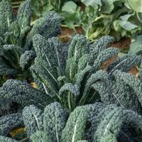 ราคา 100 เมล็ด เมล็ดพันธุ์ คะน้า ไก่หลันไช่ ผักคะน้า kale Seeds Non-GMO สายพันธุ์ คะน้าไดโนซอร์เคล ไดโนเคล (Dino Kale) (44422752596)