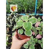 ราคา ต้นหูเสือ​ด่าง​ หูเสือ​ใบด่าง​ สมุนไพร​ผักสวนครัว​ หูเสือ​ด่าง (11771330909)