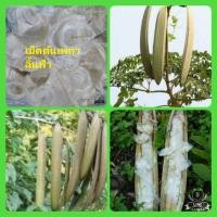 ราคา เมล็ดพันธุ์ต้นเพกา เมล็ดพันธุ์เพกา เมล็ดพันธุ์ต้นไม้กินฝัก ชุดล่ะ 50 เมล็ด (14083999659)