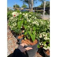 ราคา มังกรคาบแก้ว ทนแดด (พร้อมส่ง) (25006214997)