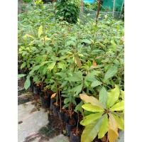 ราคา ต้นจิกน้ำ,กระโดนน้ำ กินยอด (17843869531)