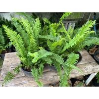 ราคา เฟิร์นใบมะขาม กระถาง5-6" (7282279096)