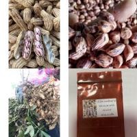 ราคา เมล็ดพันธุ์ ถั่วลิสง ลายเสือพราน (BICOLOR SEED PEANUT) บรรจุ 10 เมล็ด หวานมัน อร่อย (48956774204)