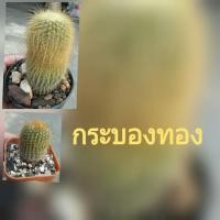ราคา ต้นกระบองเพชร แคคตัส ยิมโน กระบองทอง (4502332660)