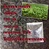ราคา เมล็ดทานตะวันงอก ทานตะวันงอก ต้นอ่อนตะวันงอก ทานตะวัน (เมล็ดลาย) ขนาด 500กรัม และ 1000กรัม ✅ราคาถูกปลูกง่าย ปลูกไว้ทาน (5859910076)