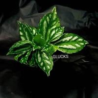 ราคา ต้นไม้ ต้นไม้จิ๋ว ต้นไม้เล็ก เศรษฐีนำโชค (2710029961)