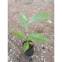 ราคา ต้นพันธุ์ มะหลอด ถุงดำพร้อมปลูก 29 บาท มะหลอด นิยมบริโภคสดเป็นผลไม้ ทางภาคเหนือนำไปทำส้มตำ มะหลอด ผลไม้ป่าสวยสดใส (28992063095)
