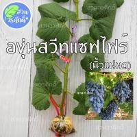 ราคา องุ่นสวีทแซฟไฟร์ นิ้วแม่มด ไร้เมล็ด (กิ่งตอนตอป่าติดตา) พันธุ์แท้100% (14128263425)