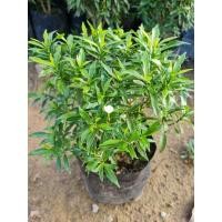 ราคา ต้นพุดศุภโชคต้นไม้มงคล#ไม้ดอกไม้ประดับ (10285271853)