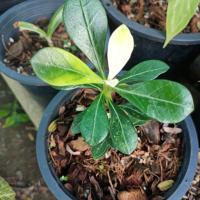 ราคา ต้นชวนชม ด่างขาว เผือก (15237982276)